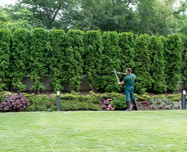 Hedge Trimming near me