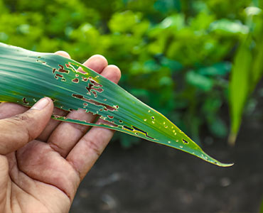 pest and disease control Sydney